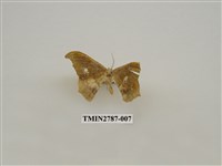 藏品(尺蛾362)的圖片